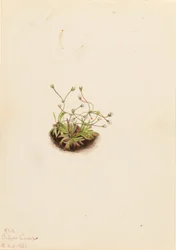 Dvärg-androsace (Androsace subumbellata)