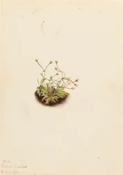 Pygmé Androsace Androsace subumbellata, 1921.