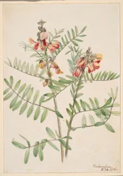 Kaninböna (Cracca virginiana)