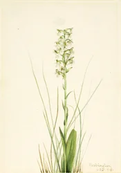 Trasig fransorchida (Habenaria lacera)