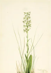 Ragged Fringe Orchid Habenaria lacera, 1918.