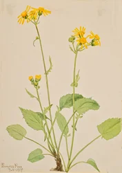 Torsört Senecio burkei, 1917.