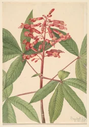 Röd buckeye (Aesculus pavia)