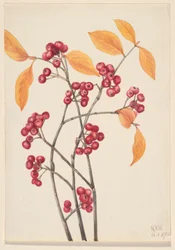 Röda aronia (Aronia arbutifolia)