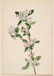 Röda aronia (Aronia arbutifolia)