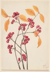 Röda chokeberry Aronia arbutifolia, 1920.