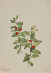 Red Comandra (Comandra livida)