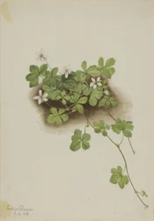 Röda daggbär (Rubus pedatus)