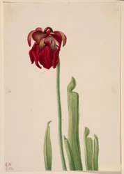 Röd krukväxt (Sarracenia jonesii)