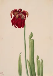 Röd kanna Sarracenia jonesii, 1930.