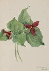 Röd trillium (Trillium erectum)