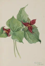 Red Trillium Trillium uppfört, 1918.