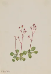 Saxifrage med röd stjälk (Saxifraga lyallii)
