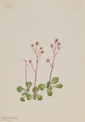 Rödstammens saxifrage Saxifraga lyallii, 1916.