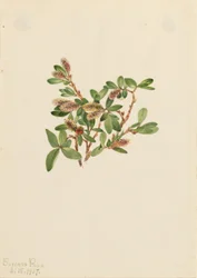 Stenpil (Salix petrophila)