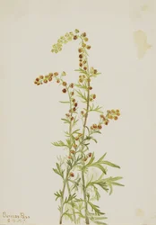 Stenmalört (Artemisia discolor)
