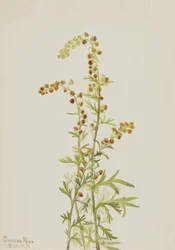 Rock Wormwood Artemisia discolor, 1917.