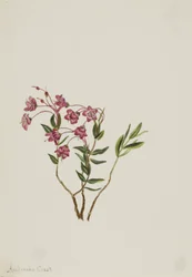 Kalmia från Klippiga bergen (Kalmia microphylla)