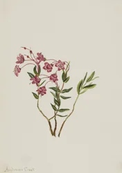 Rocky Mountain Kalmia Kalmia microphylla, n.d.