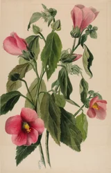 Rosengentiana (Sabbatia angularis)