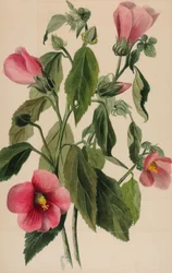 Rose Gentian lördagshörna, 1880