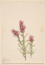 Rosa pensel (Castilleja pallida)