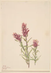 Rose Paintbrush Castilleja pallida, 1920.