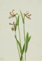 Rosebud Orchid Pogonia Dewarikat, 1926.