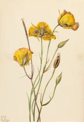 San Diego mariposa (Calochortus weedii)