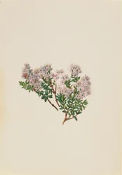 Sandmyrten (Leiophyllum lyoni)