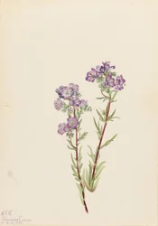 Sandfacelia (Phacelia linearis)