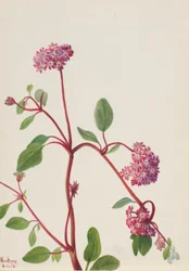 Sandverbena (Abronia umbellata)