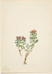 Sanifoiga adscendeus