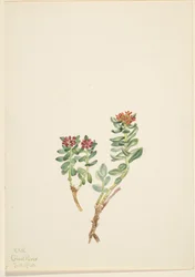 Sanifoiga stigande, 1920.
