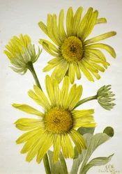 Satinleaf Goldenhead Enceliopsis covillei, 1935.