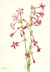 Scharlakansröd gilia (Gilia aggregata)