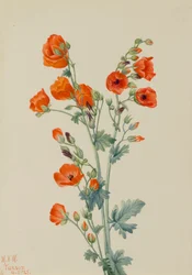 Scarlet Globe Mallow Sphaeralcea grossulariaefolia, 1927.