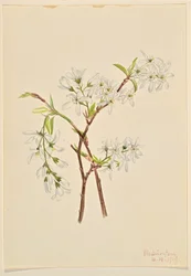Shadbuske (Amelianchier oblongifolia)