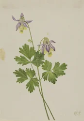 Kortbladig akleja (Aquilegia brevistyla)