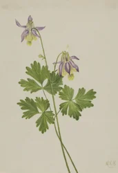 Shortspur Columbine Aquilegia brevistyla, 1907.