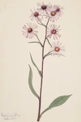 Sköna Aster Sköna Aster, 1917.
