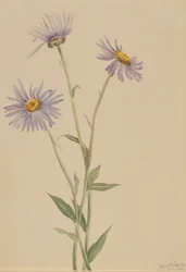 Stor blåklocka (Erigeron salsuginosus)