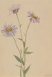 Uppseendeväckande Fleabane Erigeron salsuginosus, 1902.