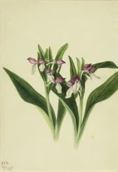 praktorkidé (Orchis spectabilis)