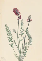 Showy Oxytrope Showy Oxytrope, 1922.