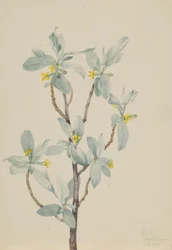 Silverbär (Elaeagnus commutata)