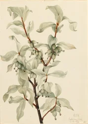 Silverbär (Elaeagnus commutata)