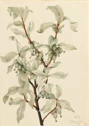 Silverbär Elaeagnus commutata, 1922.