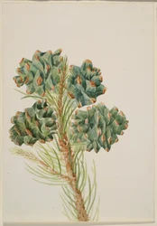 Enbladig tall (Pinus monophylla)