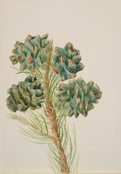 Enbladig tall Pinus monophylla, ca. 1930-talet.